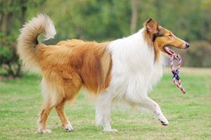 蘇格蘭牧羊犬吃什么