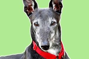 靈緹犬怎么訓(xùn)練回叼