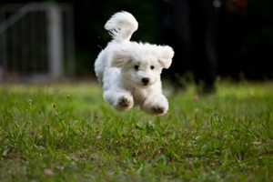 比熊犬如何訓練大小便