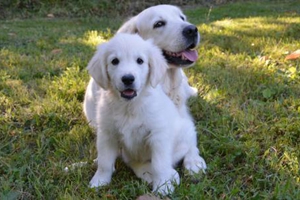 狗生完小狗吃什么補