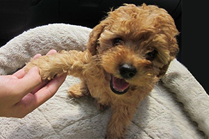 泰迪怎么訓練握手