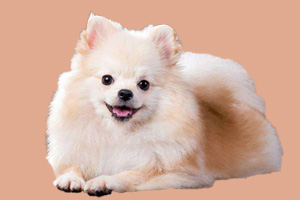 博美可以吃什么