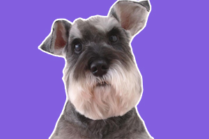 雪納瑞犬怎么訓練不叫