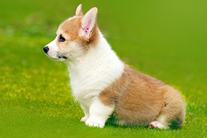 柯基怎么訓練大小便