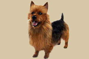 澳大利亞梗犬吃什么