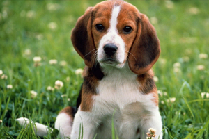 比格犬吃什么好