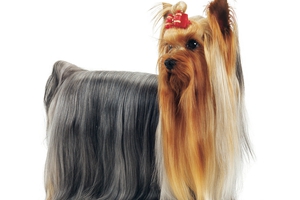 約克夏毛發吃什么發亮