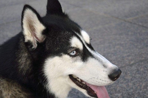 寵物狗怎么托運