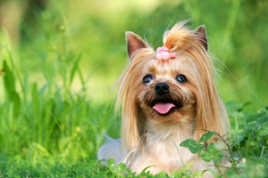 約克夏毛發打結怎么辦