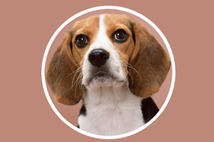 比格犬吃什么食物