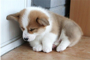 小柯基怎么看品相