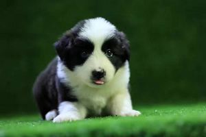 邊牧怎么分好壞