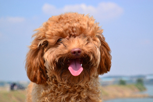 泰迪狗的特點有哪些