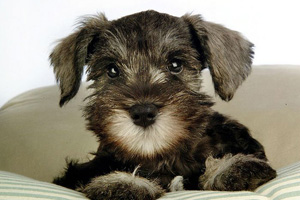 雪納瑞犬怎么看純不純