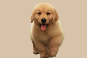 金毛幼犬的特征有哪些