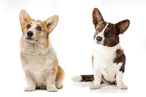 柯基如何看品相