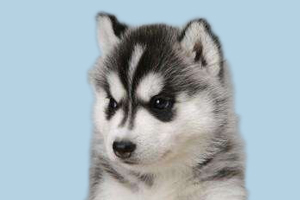 怎么訓練哈士奇定點大小便