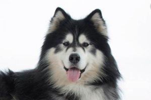 阿拉斯加有什么優缺點