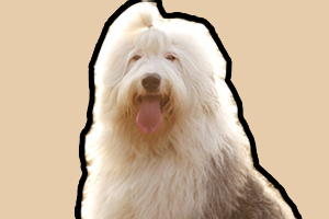 古牧吃什么狗糧好