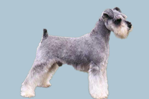 雪納瑞犬怎么養