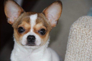 如何飼養(yǎng)小鹿犬