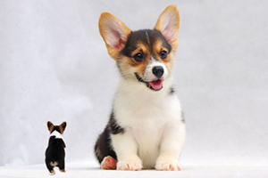 柯基不能吃什么水果