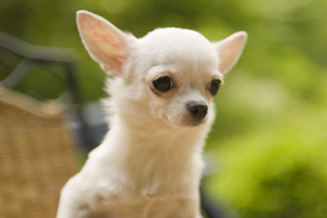 吉娃娃狗怎么養