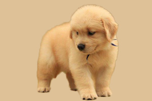 金毛怎么看年齡