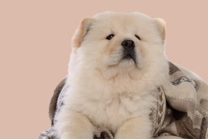 松獅犬的特點有哪些