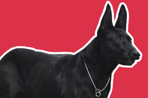 黑狼犬怎么挑選