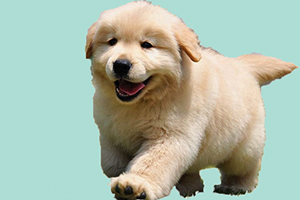 金毛幼犬怎么看純不純