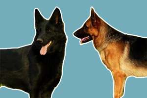 東德牧羊犬和西德牧羊犬的區別是什么