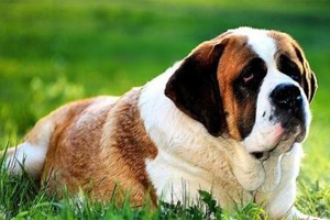 圣伯納德犬的特點有哪些