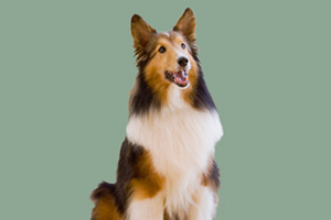 喜樂蒂犬的優(yōu)缺點是什么