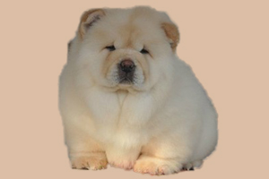 松獅幼犬怎么看純不純