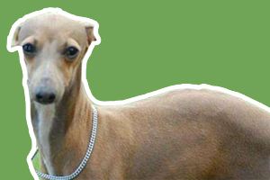 靈緹犬怎么看純不純