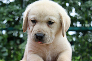 拉布拉多怎么看品相