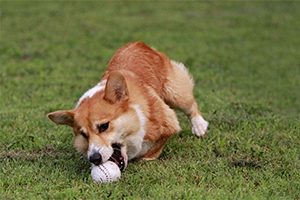柯基幼犬怎么看健康