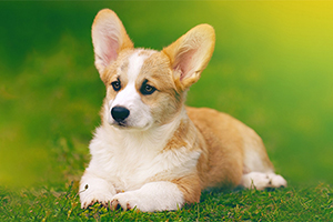 柯基犬如何分辨