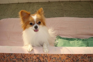 蝴蝶犬如何辨認