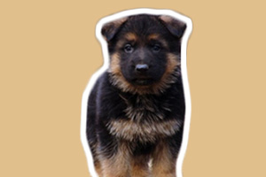 德牧幼犬怎么挑