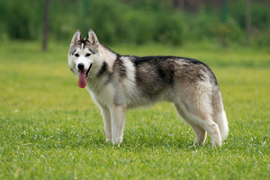 純種哈士奇什么特征