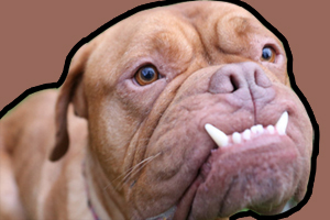 法國波爾多犬的性格如何