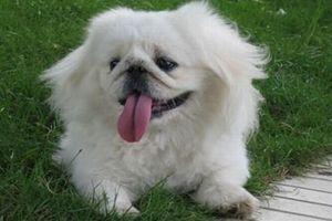 京巴狗如何分辨