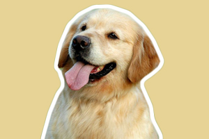 金毛犬購買注意事項