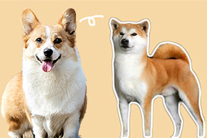 柯基和秋田犬的區別