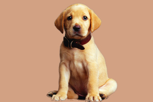 拉布拉多犬性格特點