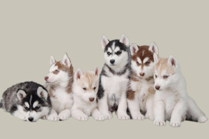 哈士奇幼犬怎么選擇