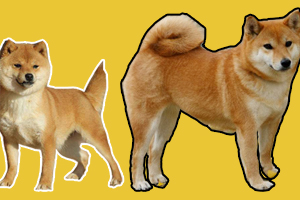 豆柴犬和柴犬區別是什么