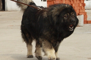 高加索犬怎么喂養